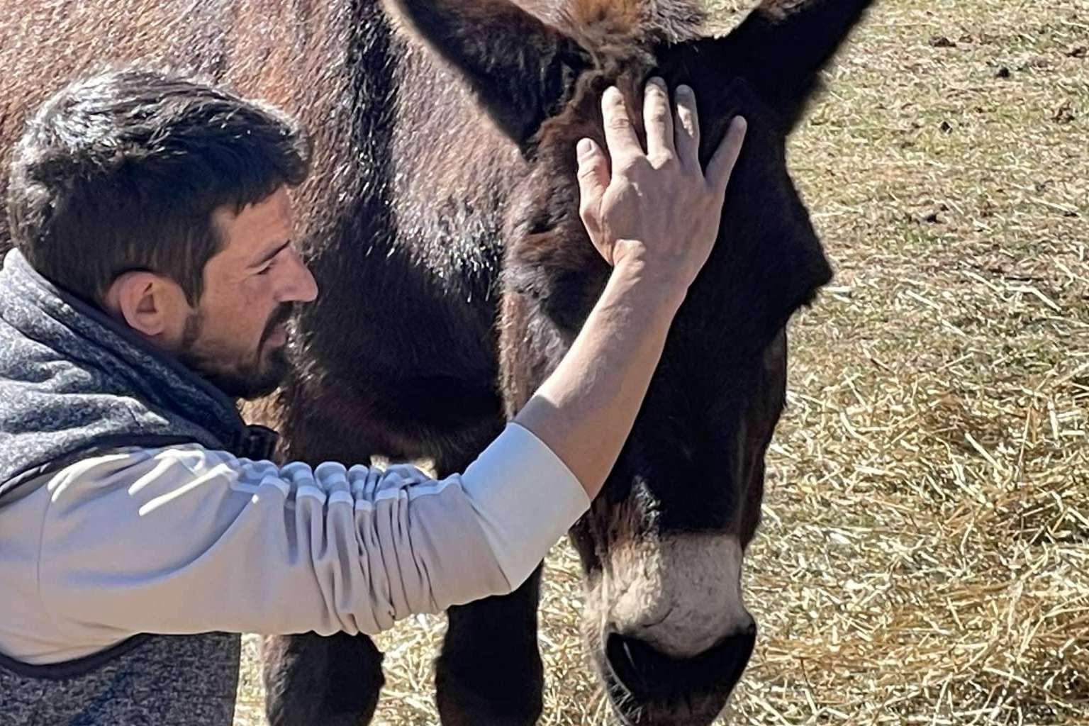 ¿Qué beneficios aportan los caballos libres al desarrollo de la inteligencia emocional?