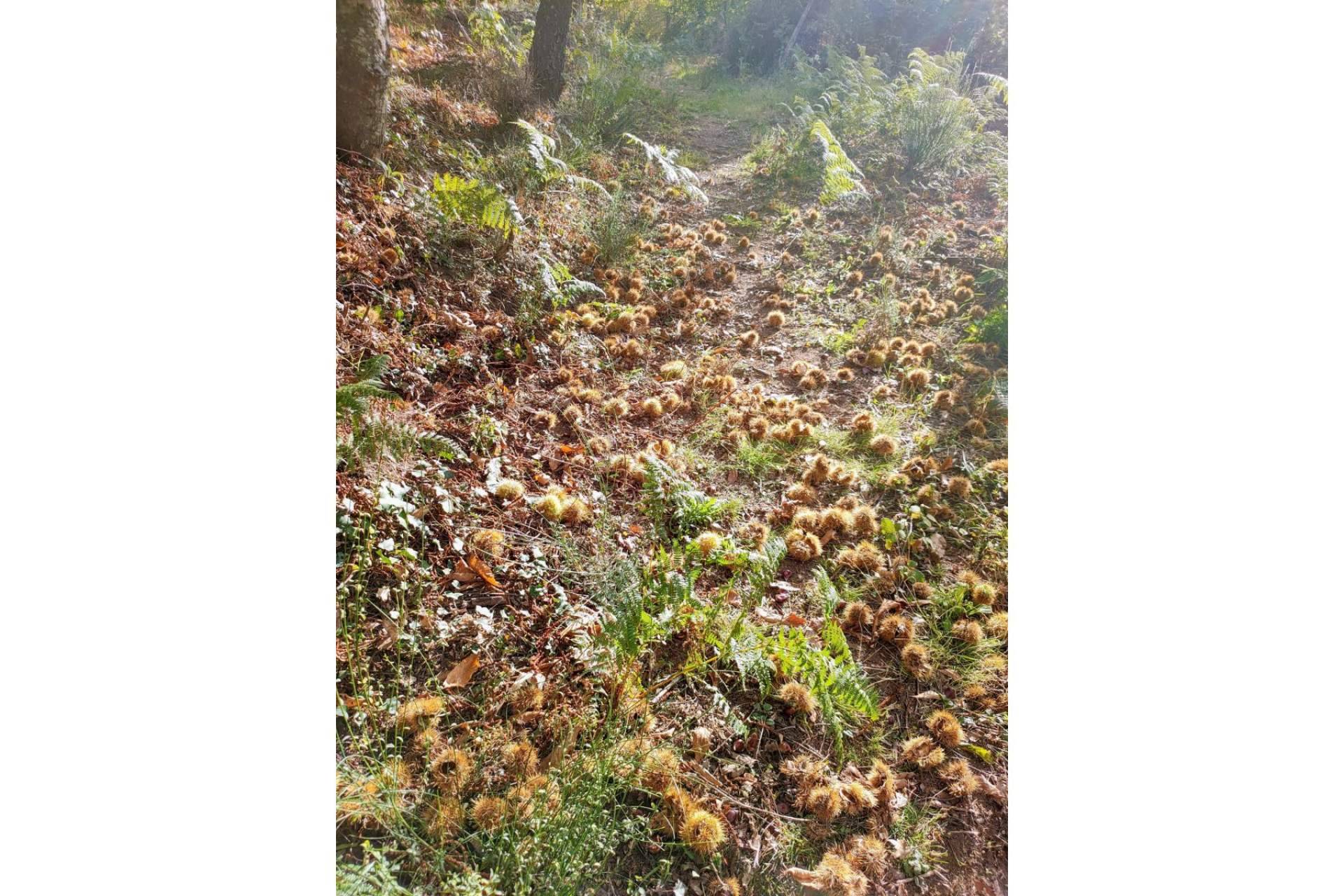 Vive Baños de Montemayor y celebrar el Otoño Mágico
