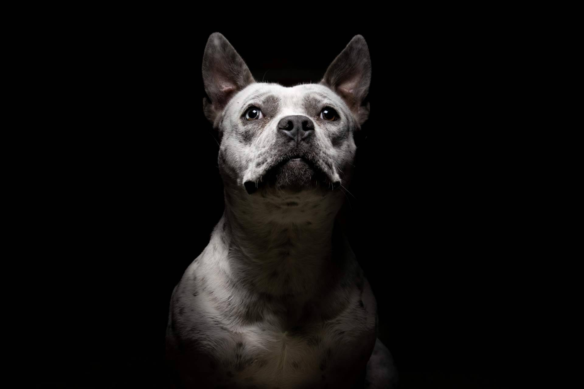 El certificado psicotécnico para la tenencia de animales peligrosos en Madrid, por Centro Médico Attendit