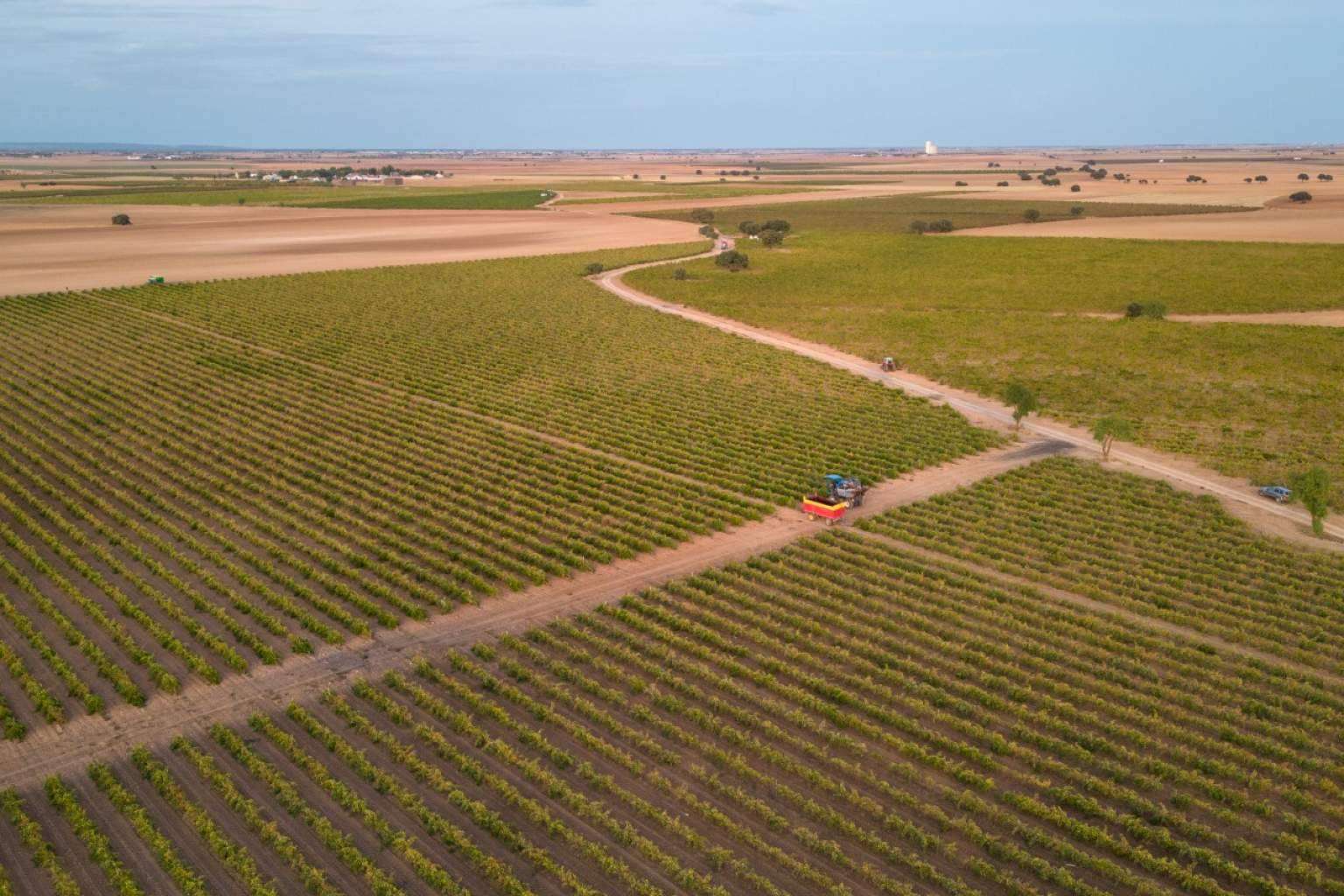 Bodegas Fernández de la Ossa elaboran sus vinos en tinajas de barro de más de 100 años