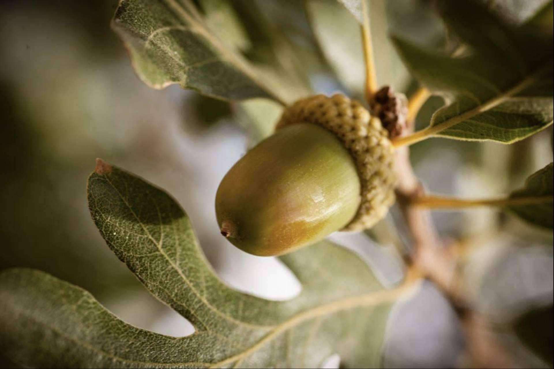 La llegada de la montanera, la época clave para los jamones de bellota, por Reygon