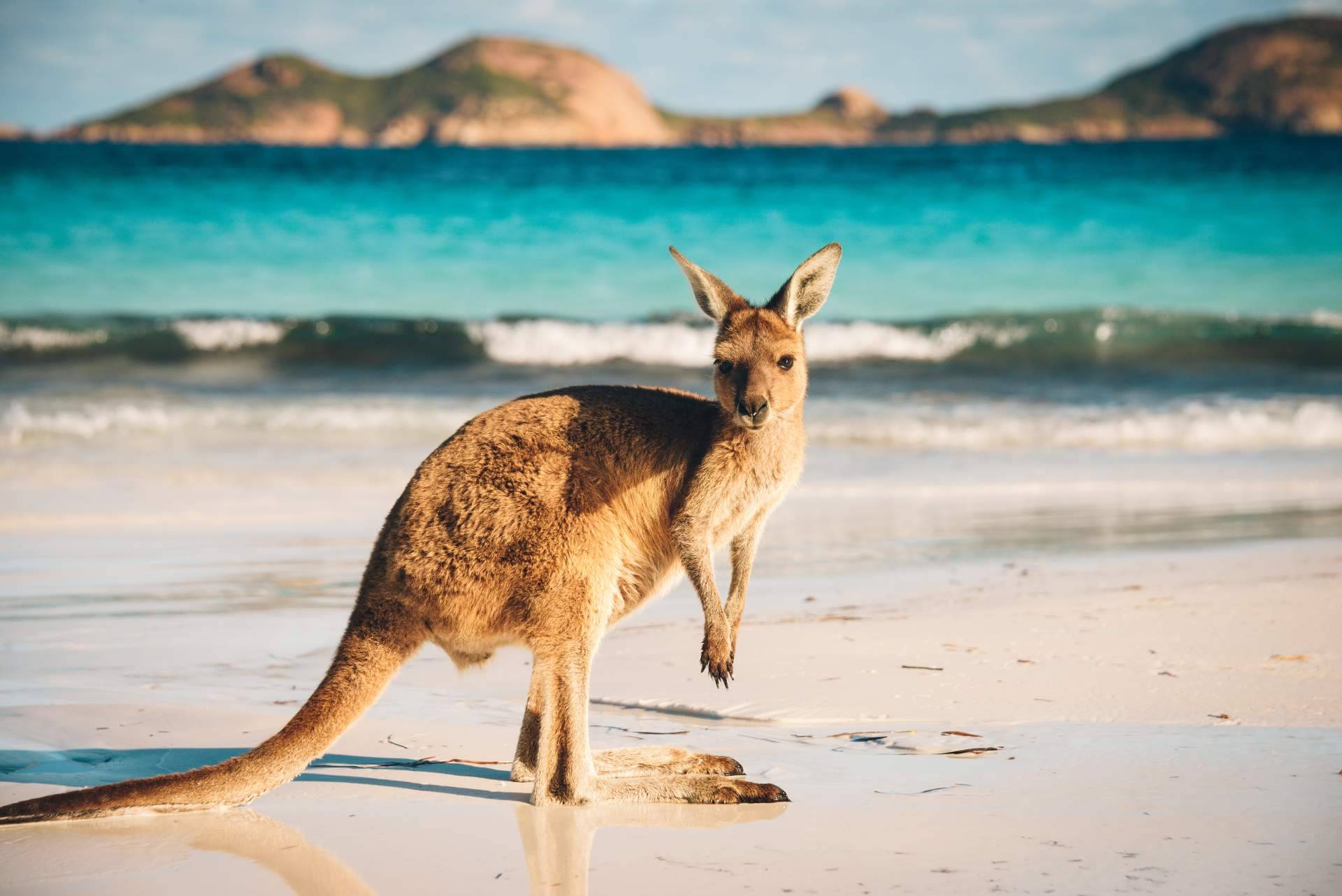 Encontrar promociones y becas disponibles para estudiar en el extranjero, de la mano de Australia Study