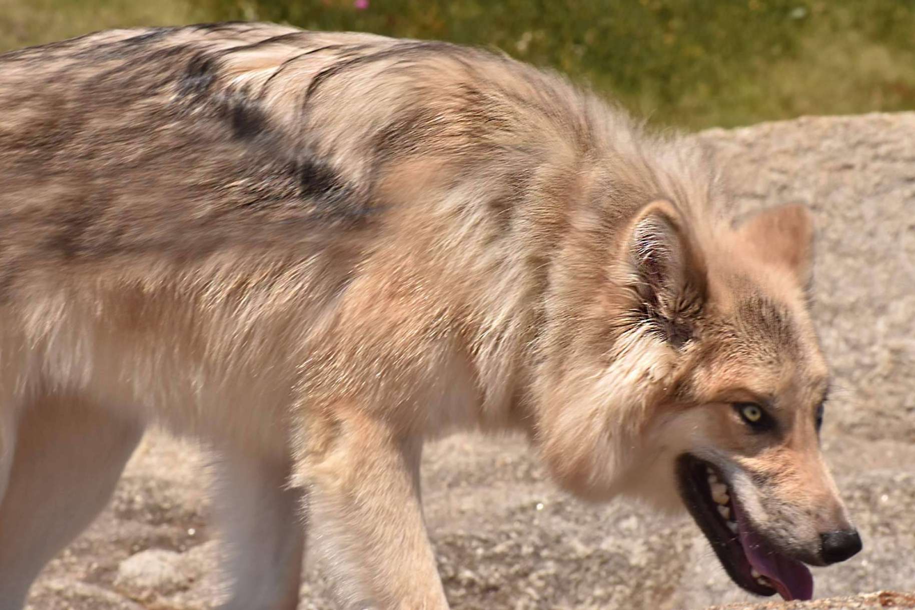 Wolfdog o Perro Lobo Americano, de los mitos y leyendas a las realidades