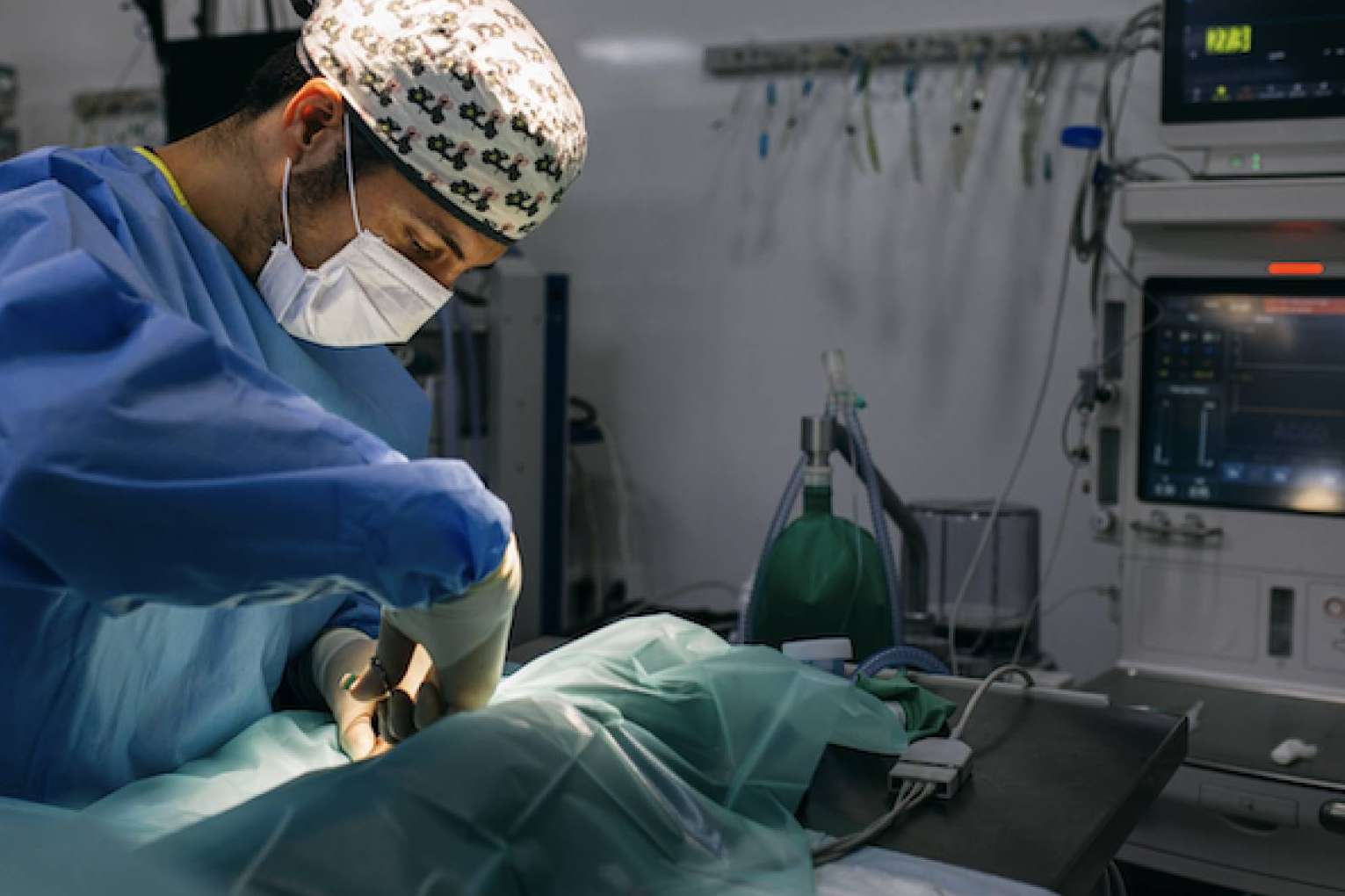 La campaña de esterilización organizada por el Hospital Veterinario Privet en la comunidad de Madrid