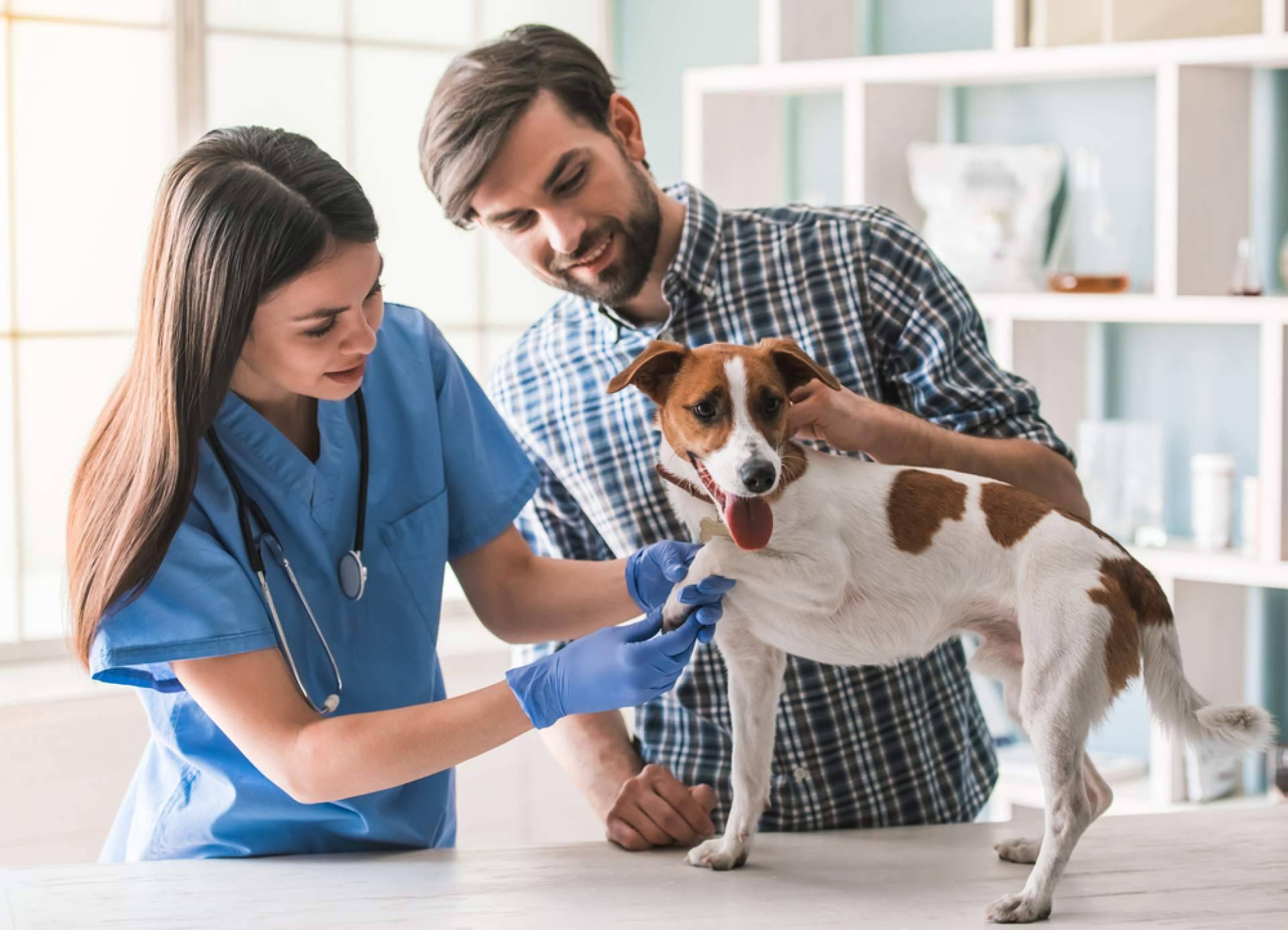 VetFormación permite obtener y convalidar el título de Auxiliar de Veterinaria