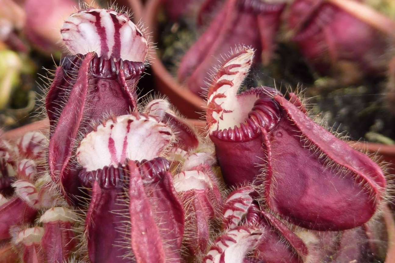 Hacer un regalo original con un pack de plantas carnívoras