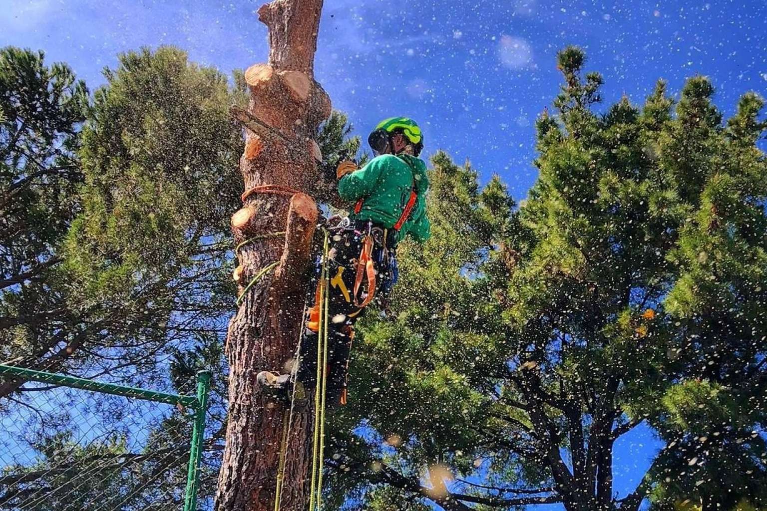Todo el cuidado de un árbol, desde que nace hasta que muere, con el servicio completo de poda y tala de Talas de Árboles