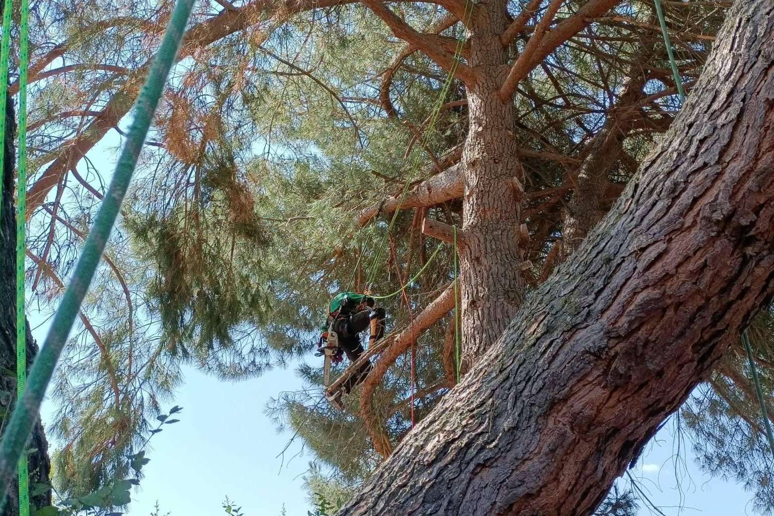 Talas de Árboles, empresa ubicada en Madrid, ofrece un servicio profesional de poda de árboles