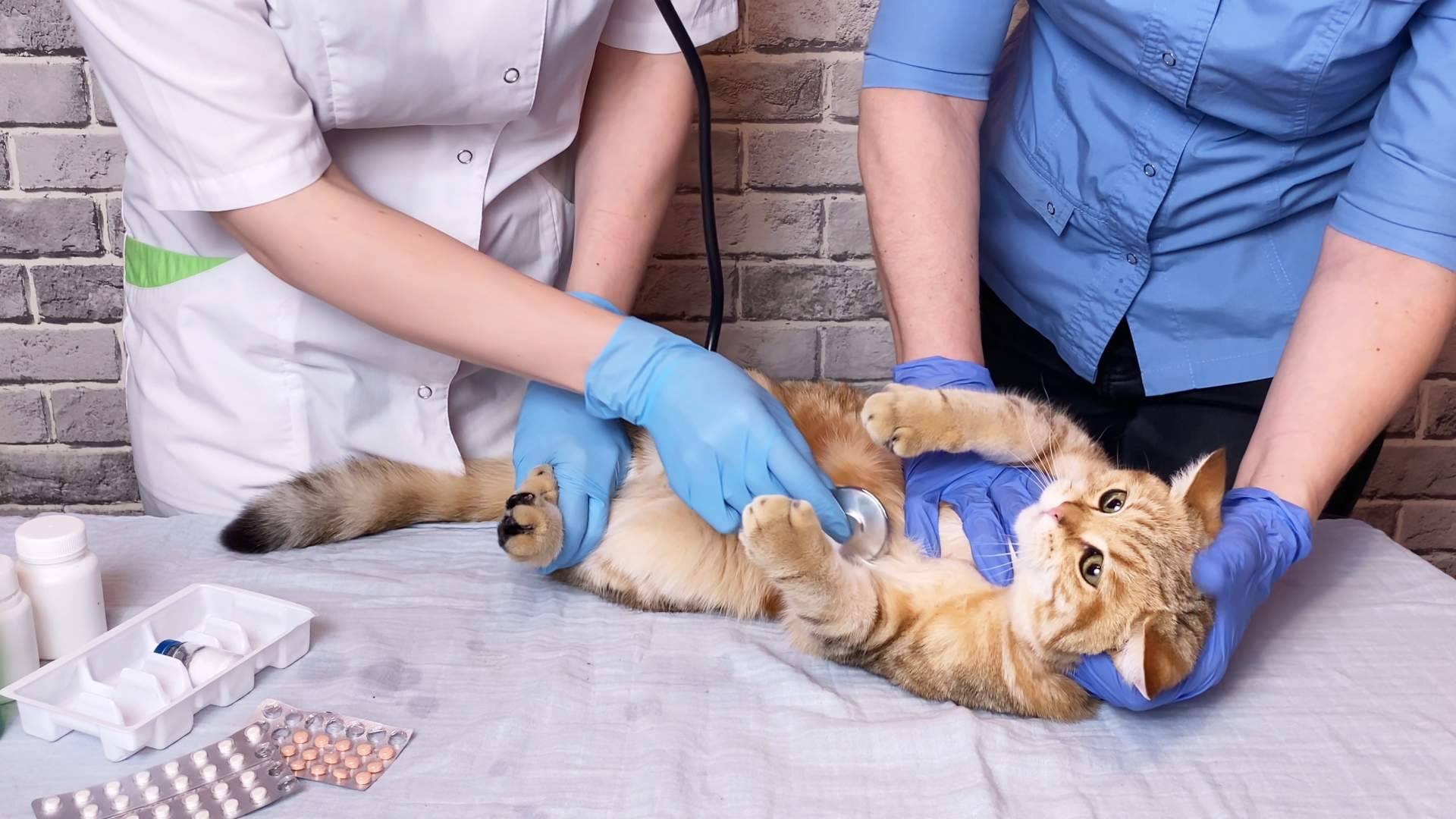 ¿Cómo escoger la tipología de curso de auxiliar de veterinario?, por VetFormación