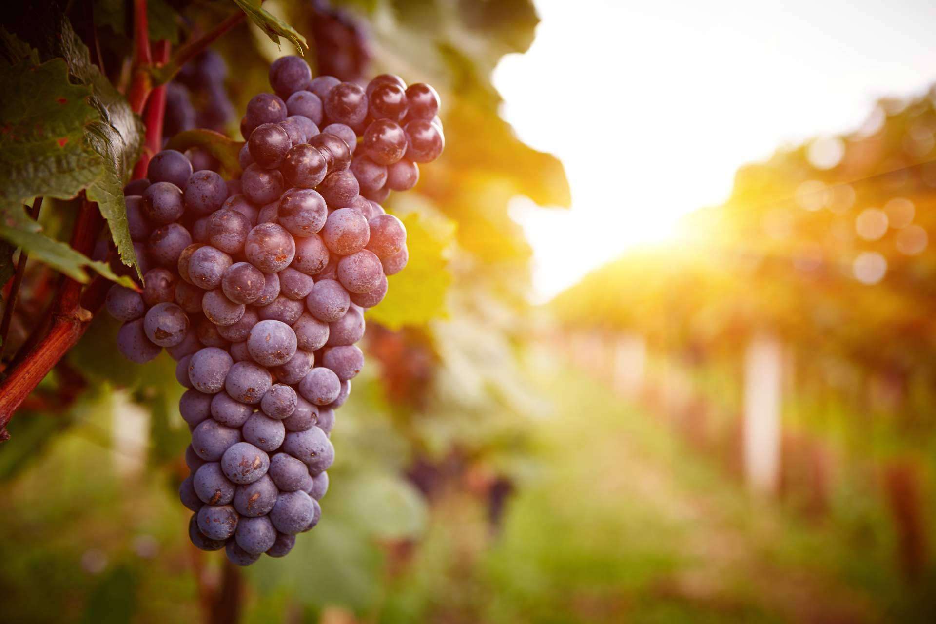 Naturelovers Wines ofrece su vino artesanal 8 Copas