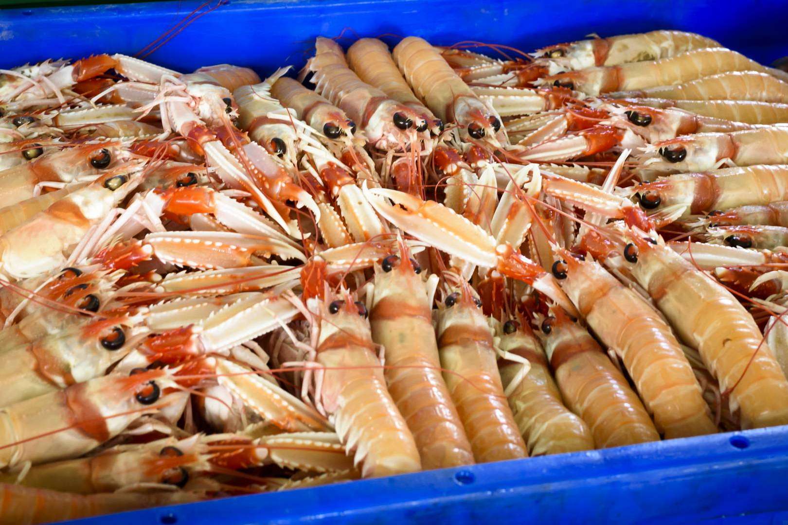 Lonja de Ayamonte facilita consumir marisco fresco delicioso