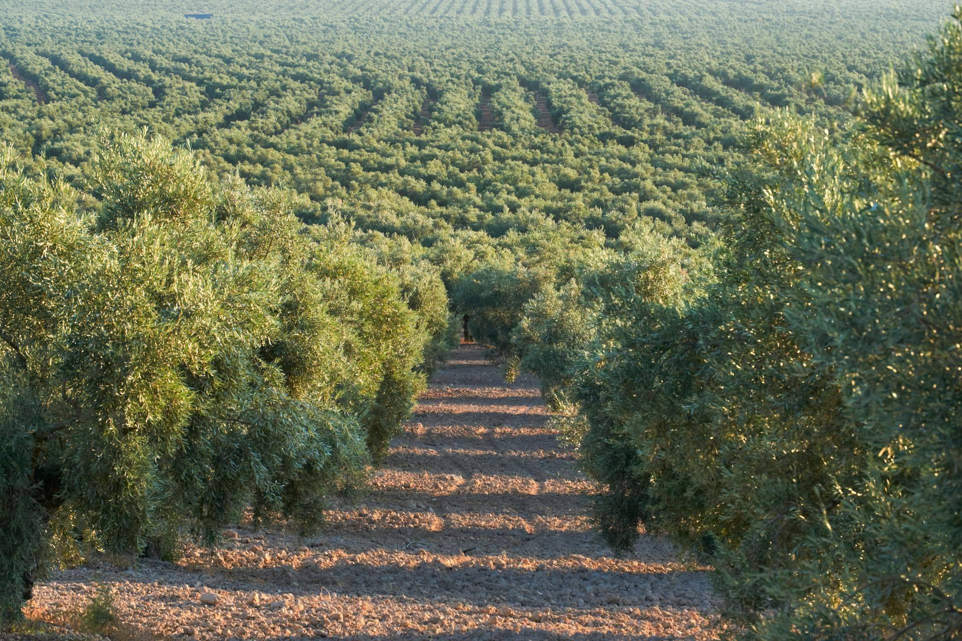 El consumo de aceite de oliva virgen extra en Alemania