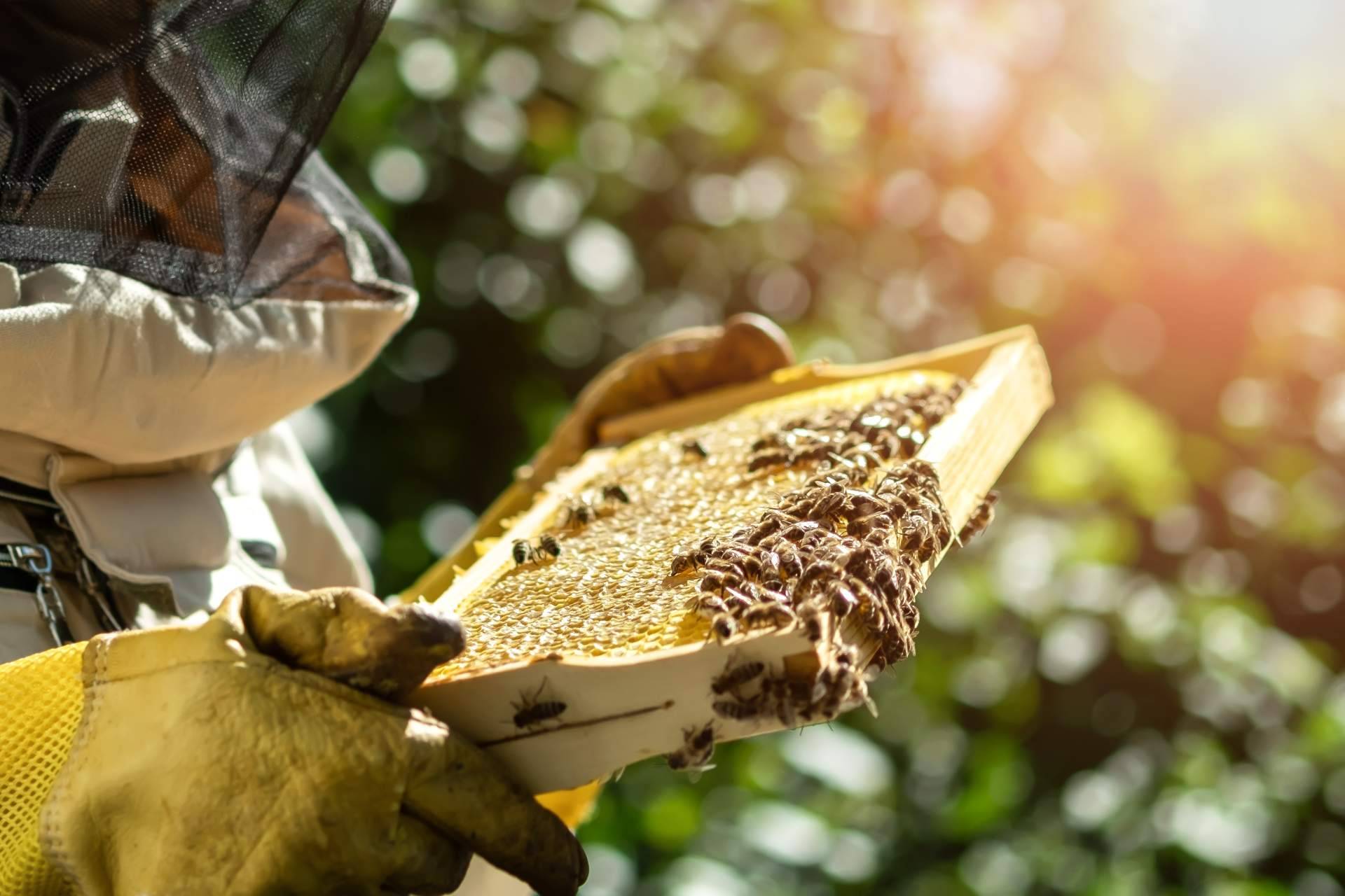 Conocer los beneficios de consumir jalea real y propolis