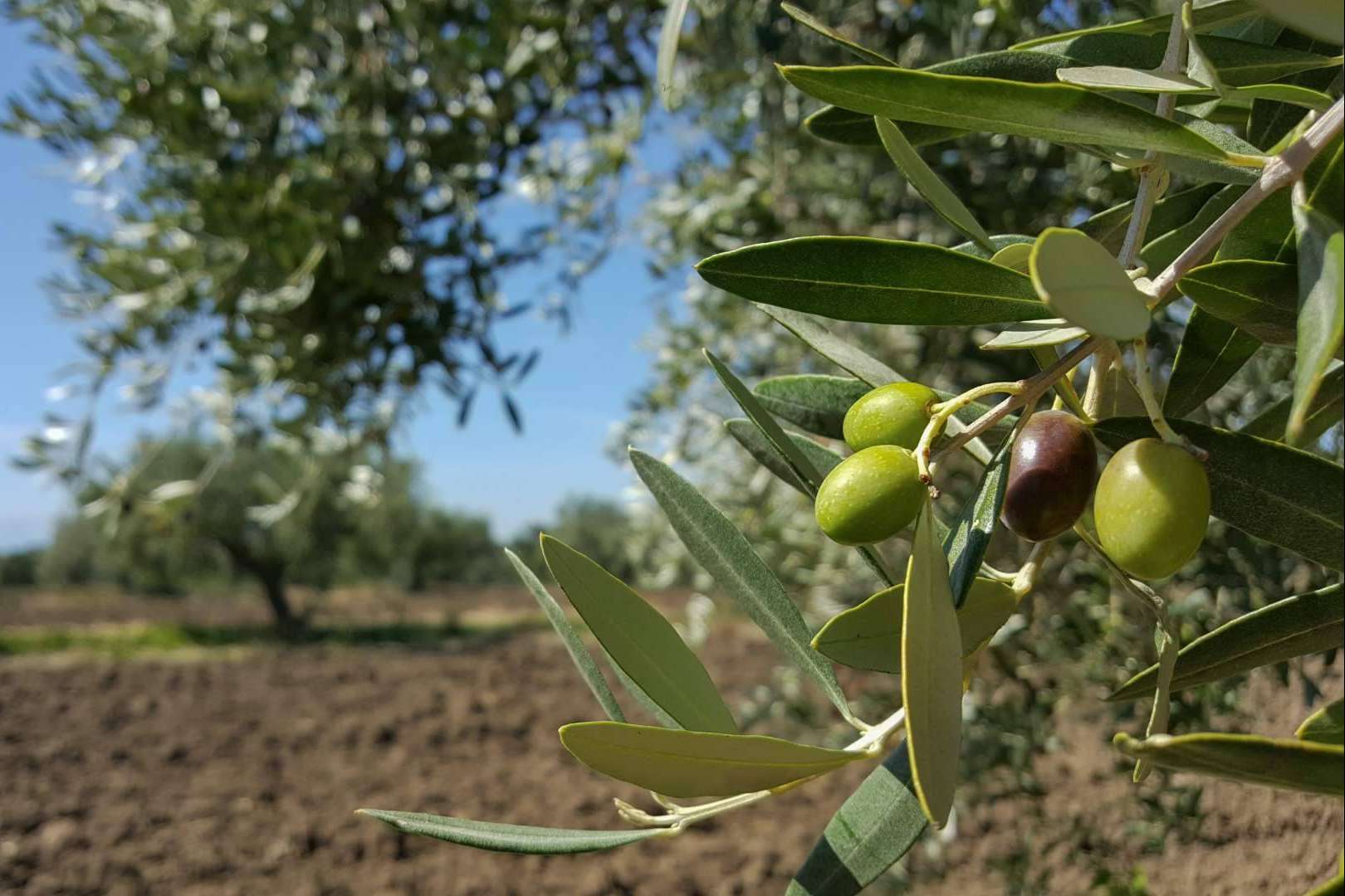Apadrinar un olivo centenario con El Aceite de la Vida