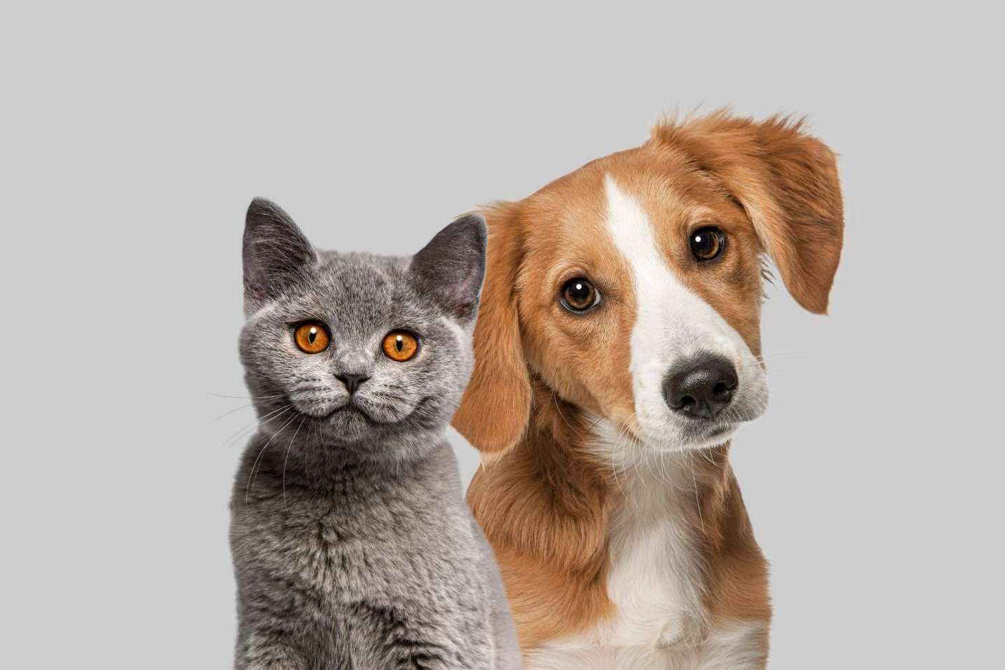 La importancia de adoptar animales, según CaniAusa