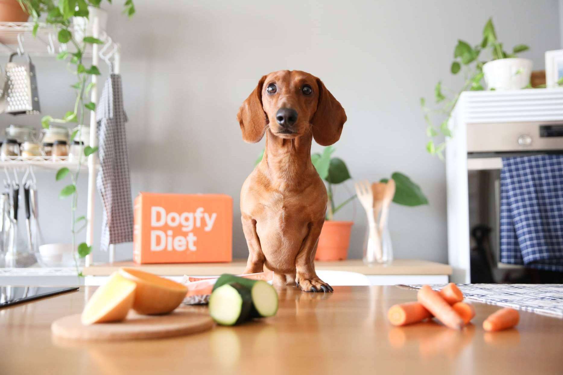 ¿Cuáles son las diferencias entre la dieta BARF vs comida natural para perros cocinada?, por Dogfy Diet