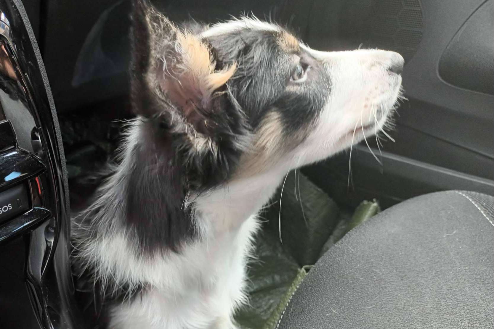 Asociación Española de Perros de Apoyo, ¿Qué hay que tener en cuenta a la hora de adoptar a un perro?
