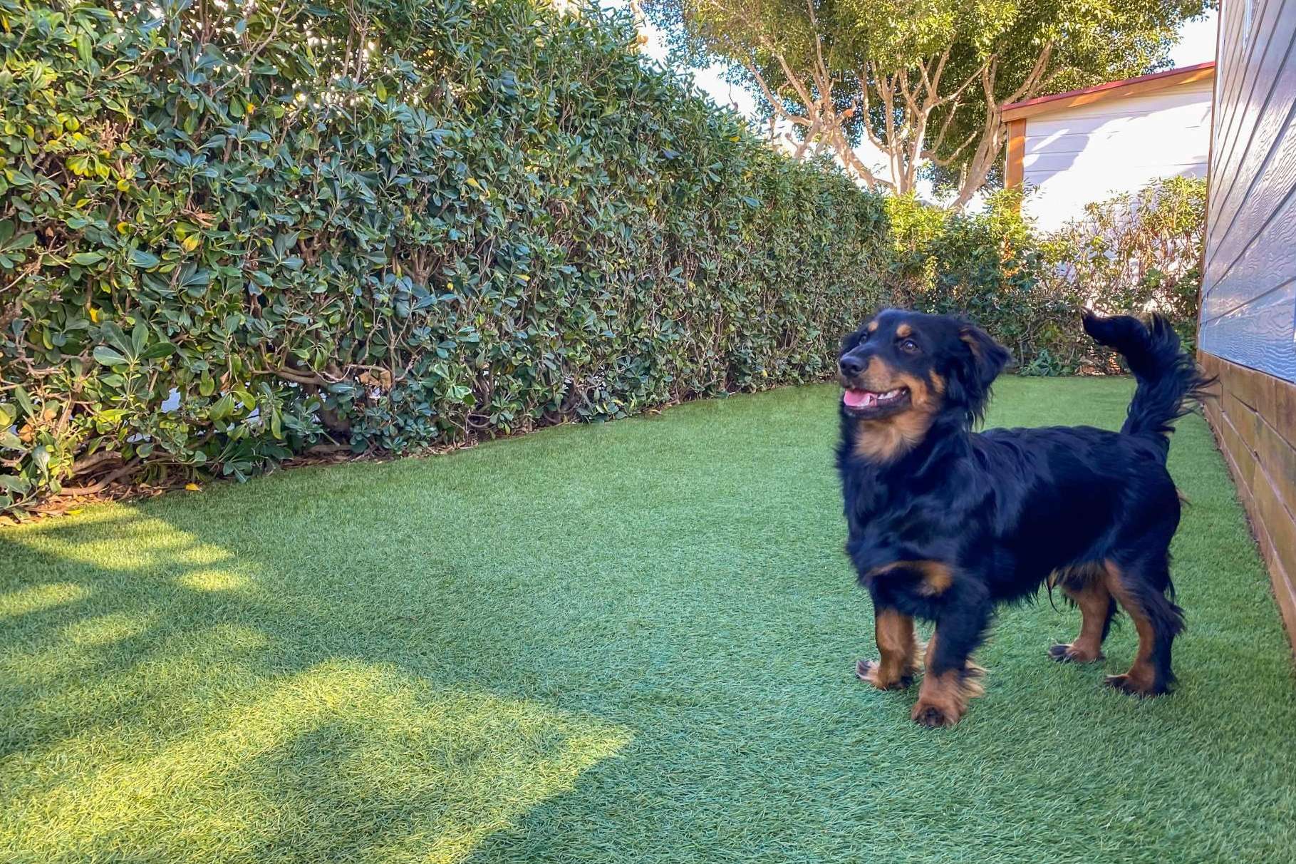 Vacaciones pet friendly con Alannia Resorts