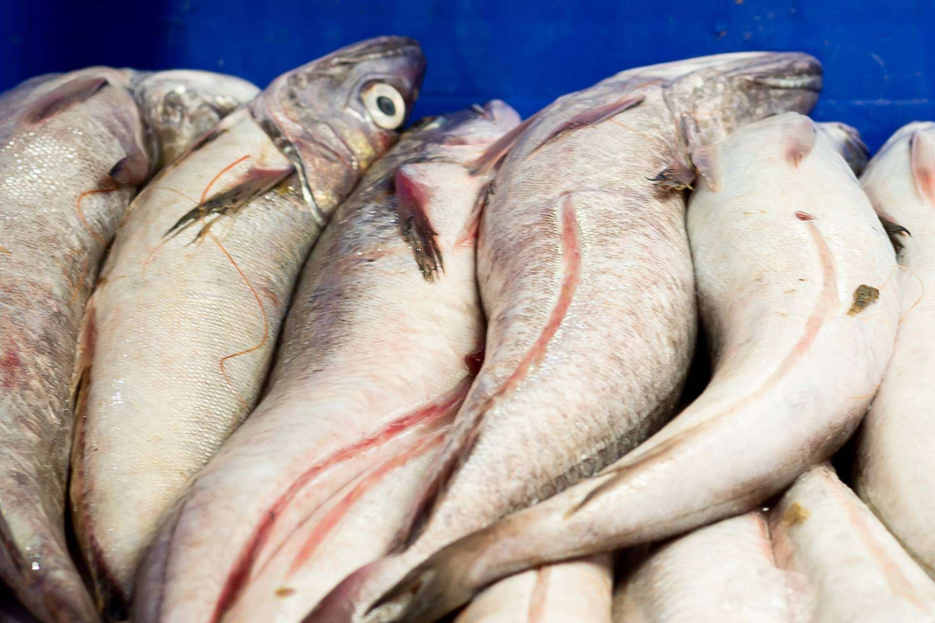 Lonja de Ayamonte sobre las novedades de su pescado de lonja