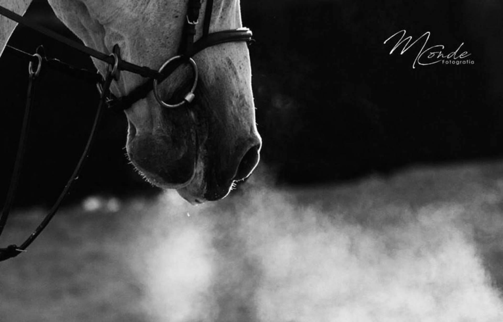 Los días 28, 29 y 30 de abril tendrá lugar la Copa de la Comunidad de Madrid de salto de obstáculos