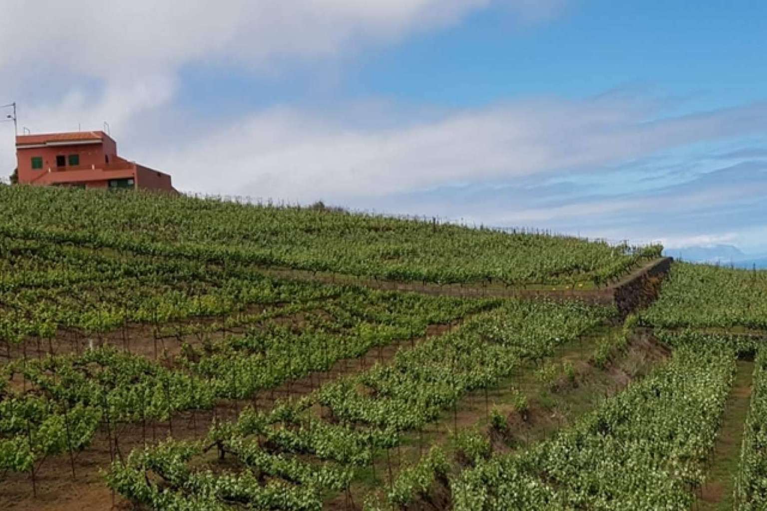 Todo lo que ofrece Gloma Travel, la agencia de viajes que organiza el tour de La Ruta del Guachinche en Tenerife