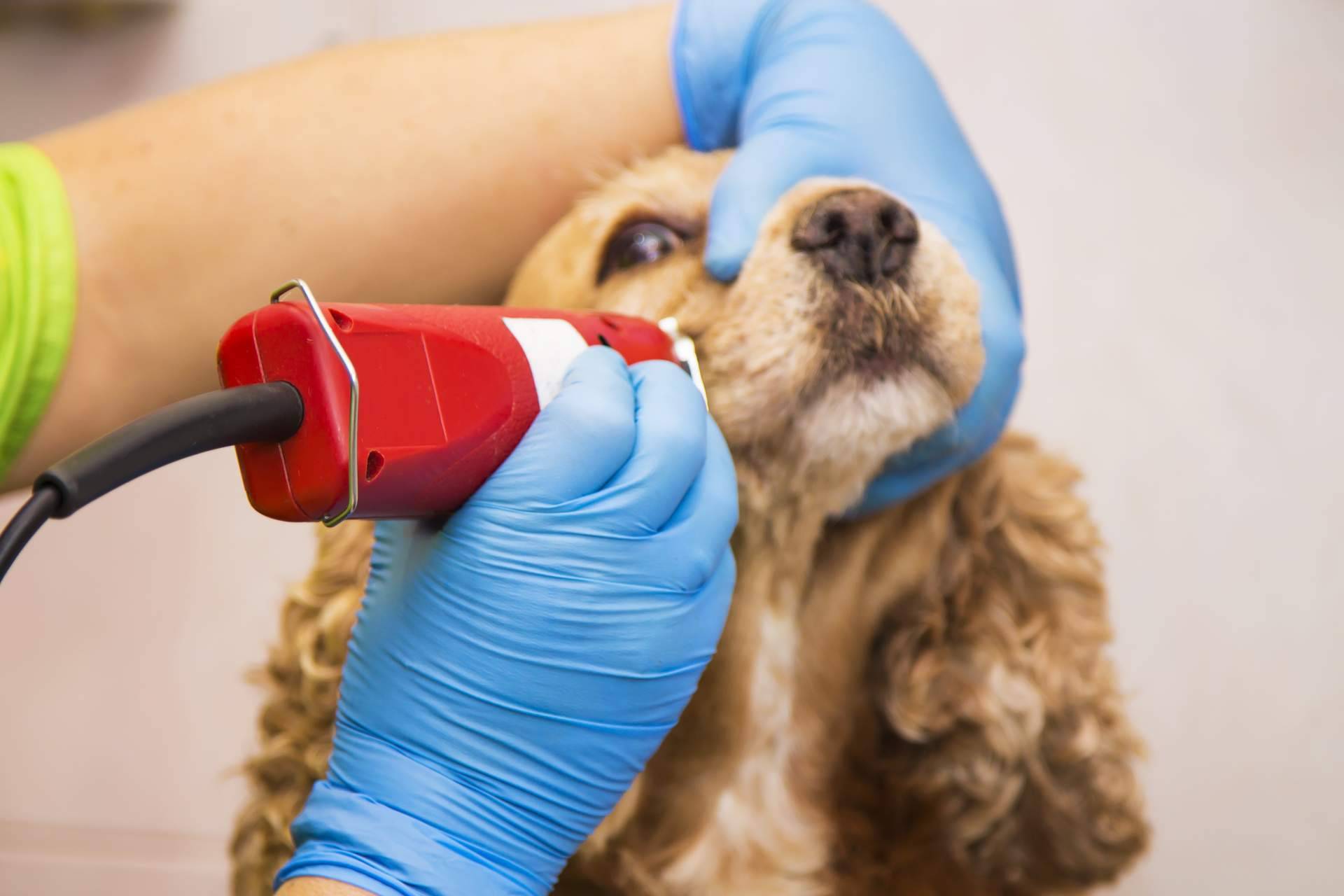 Perrukings ofrece en Madrid servicios profesionales de peluquería canina a domicilio