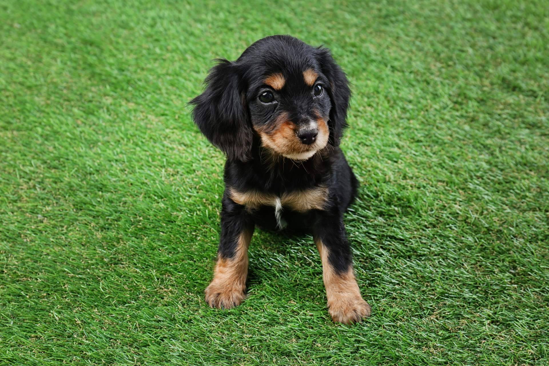 La empresa Real Grass dispone de césped artificial para mascotas