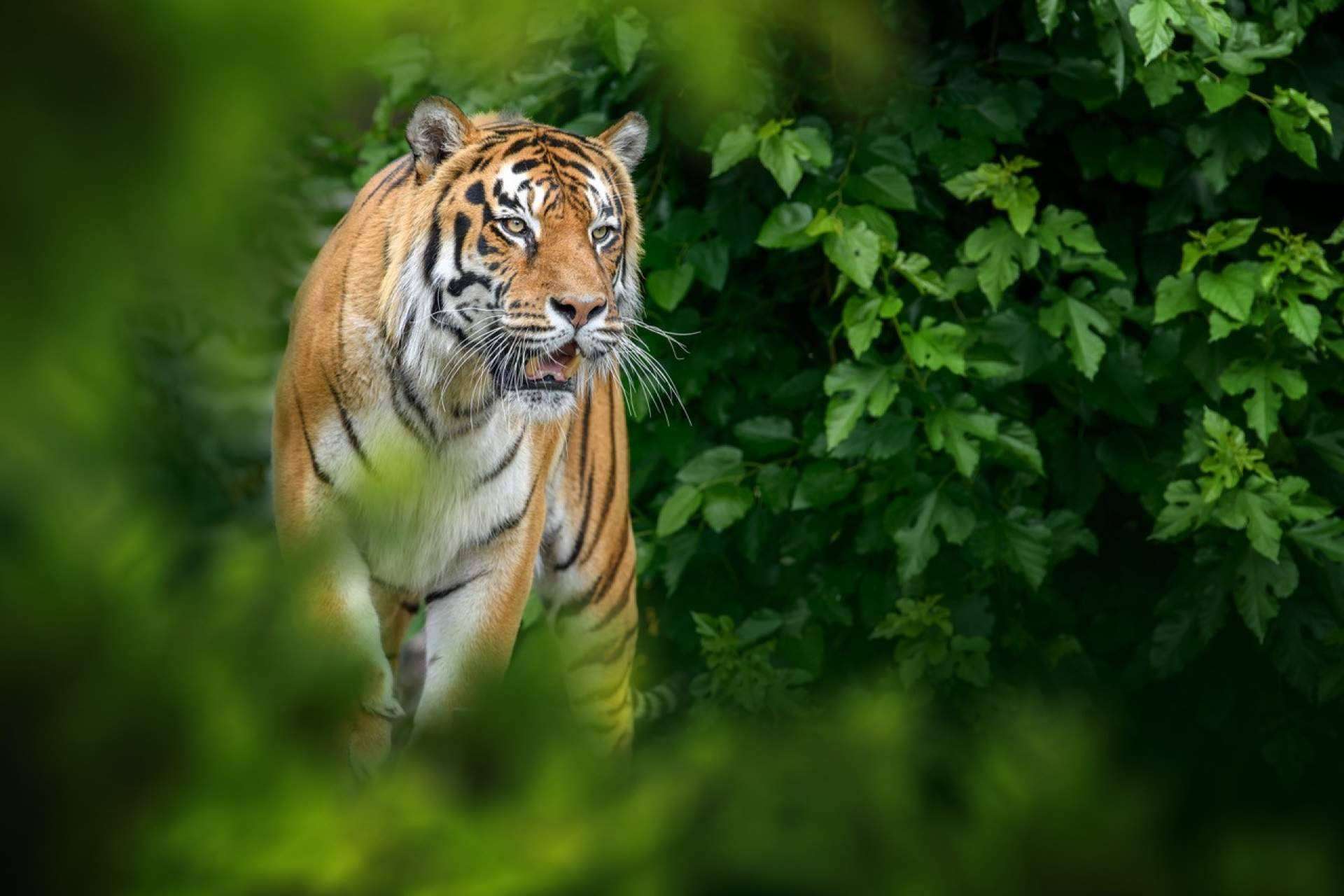 Metapark ZOO, el proyecto de realidad aumentada de Lucatia