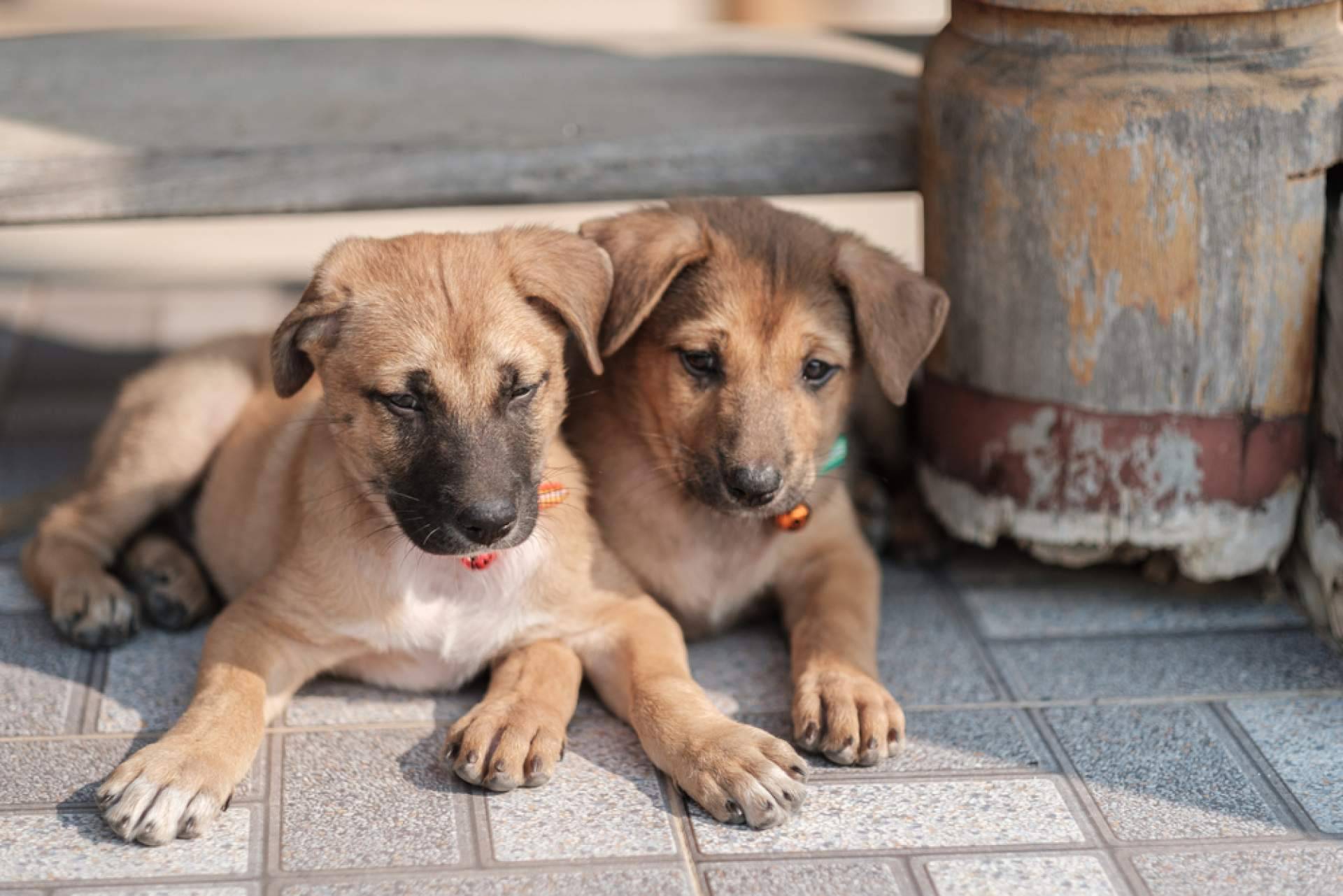 ¡Conectar con el compañero peludo ideal a través de la plataforma gratuita ADOPTA!