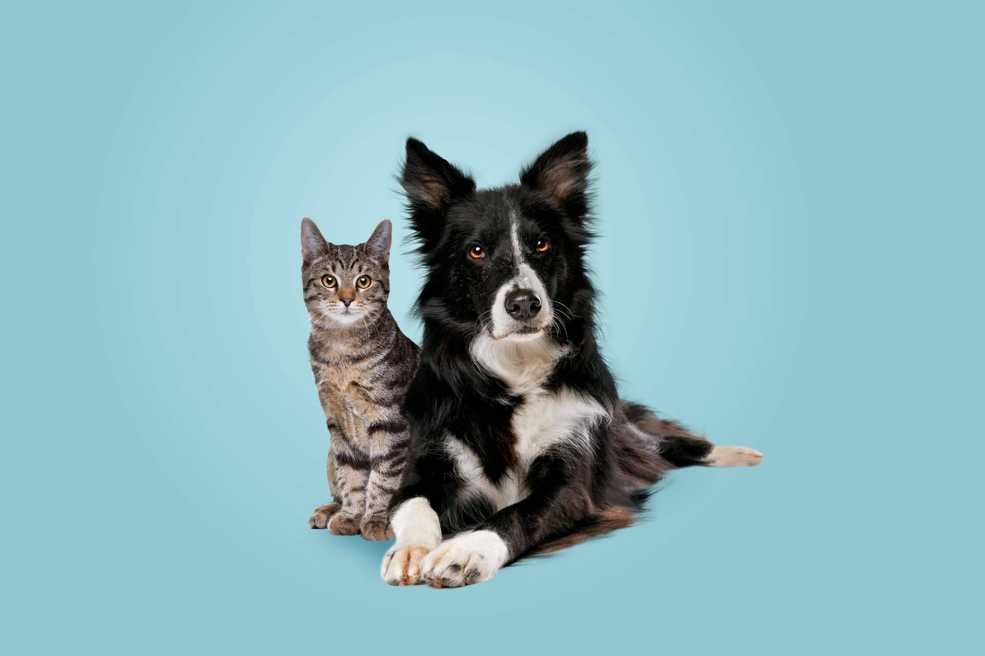 Con un etólogo mediante la consultoría online de DogCareBcn es posible tratar los problemas de conducta