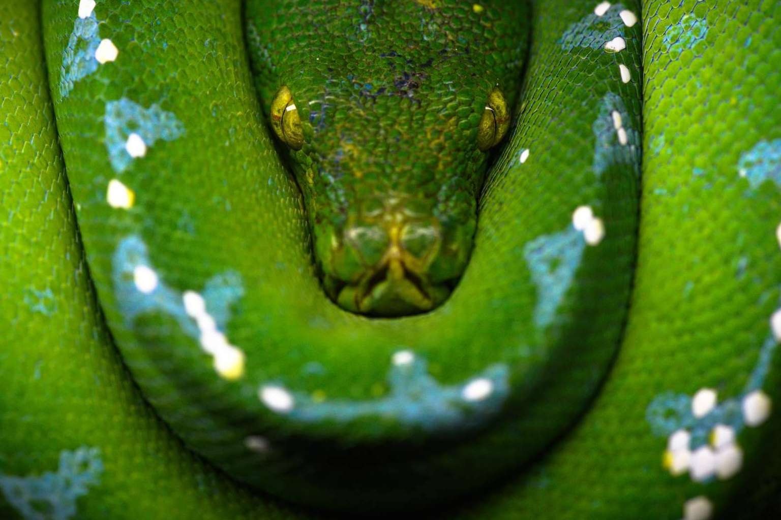 SnakeRoom, el Centro Divulgativo que brinda la experiencia de interactuar con reptiles como serpientes