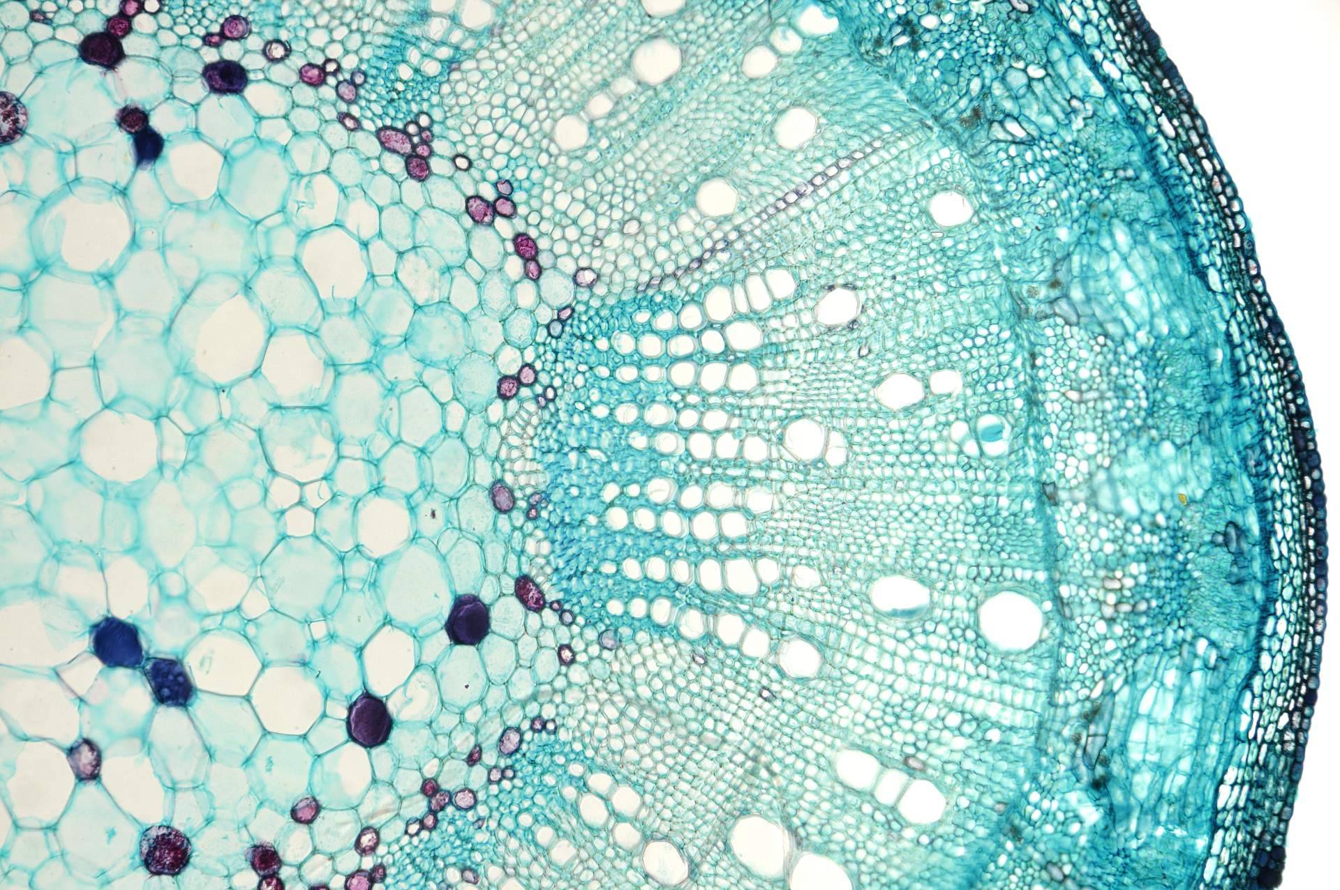 El método del sanar fotónico, autosanación con física cuántica