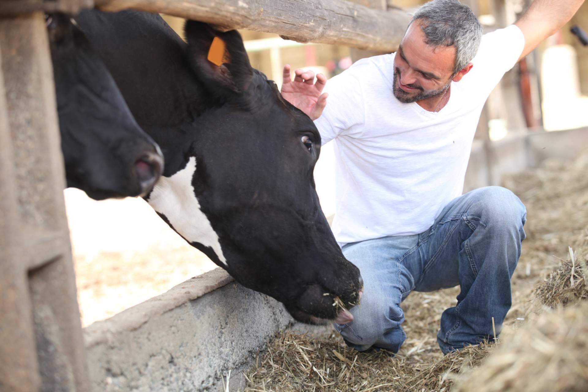 Agilizar la comunicación y evitar errores en compañías de ganadería con Afeedme