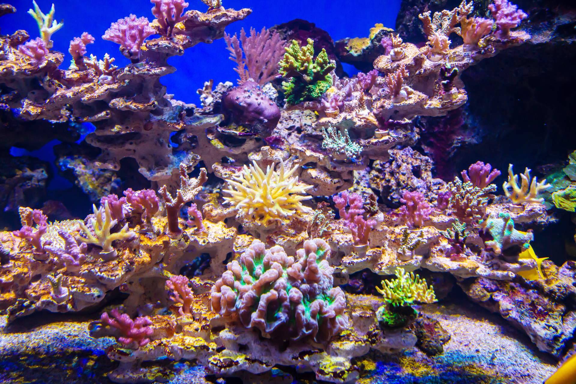 Especialista en acuariofilia comparte sus secretos para crear acuarios impresionantes