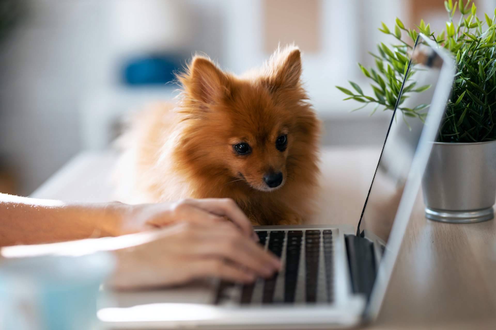 Nuestros Peludos, una organización de criadores caninos