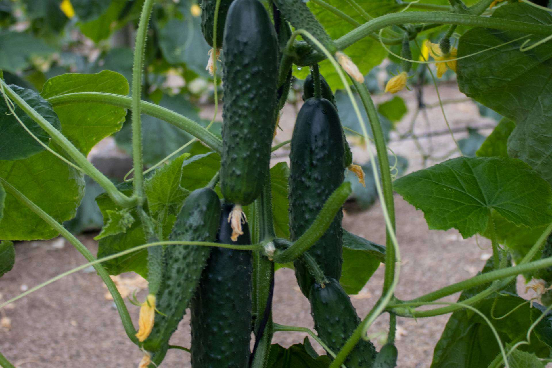 El incremento en las ventas nacionales e internacionales impulsa a CapGen Seeds a lograr un aumento del 18 % en la producción de sus variedades hortícolas