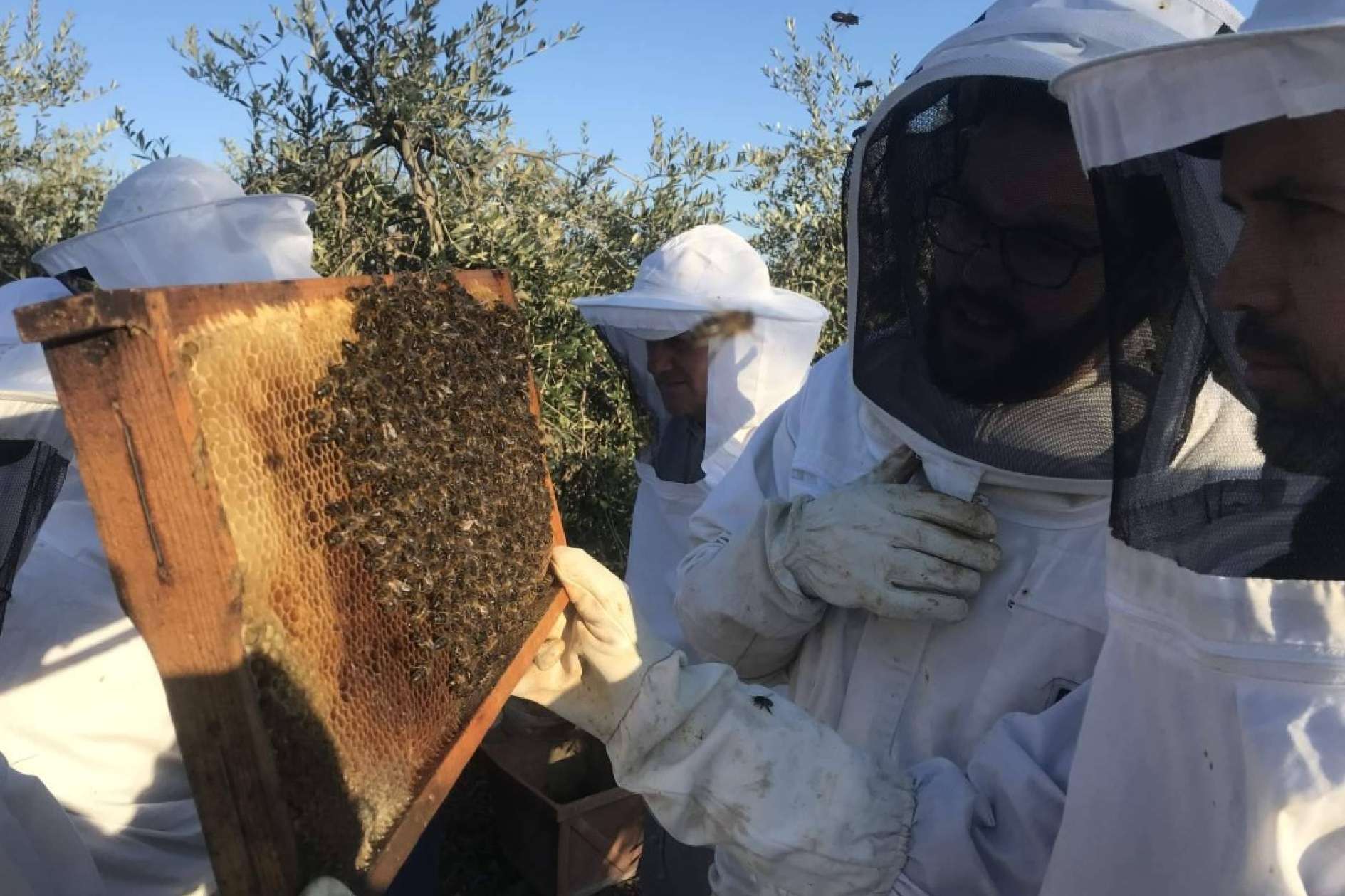 Polinización de las abejas, ¿en qué consiste?, con Cursos Apicultura