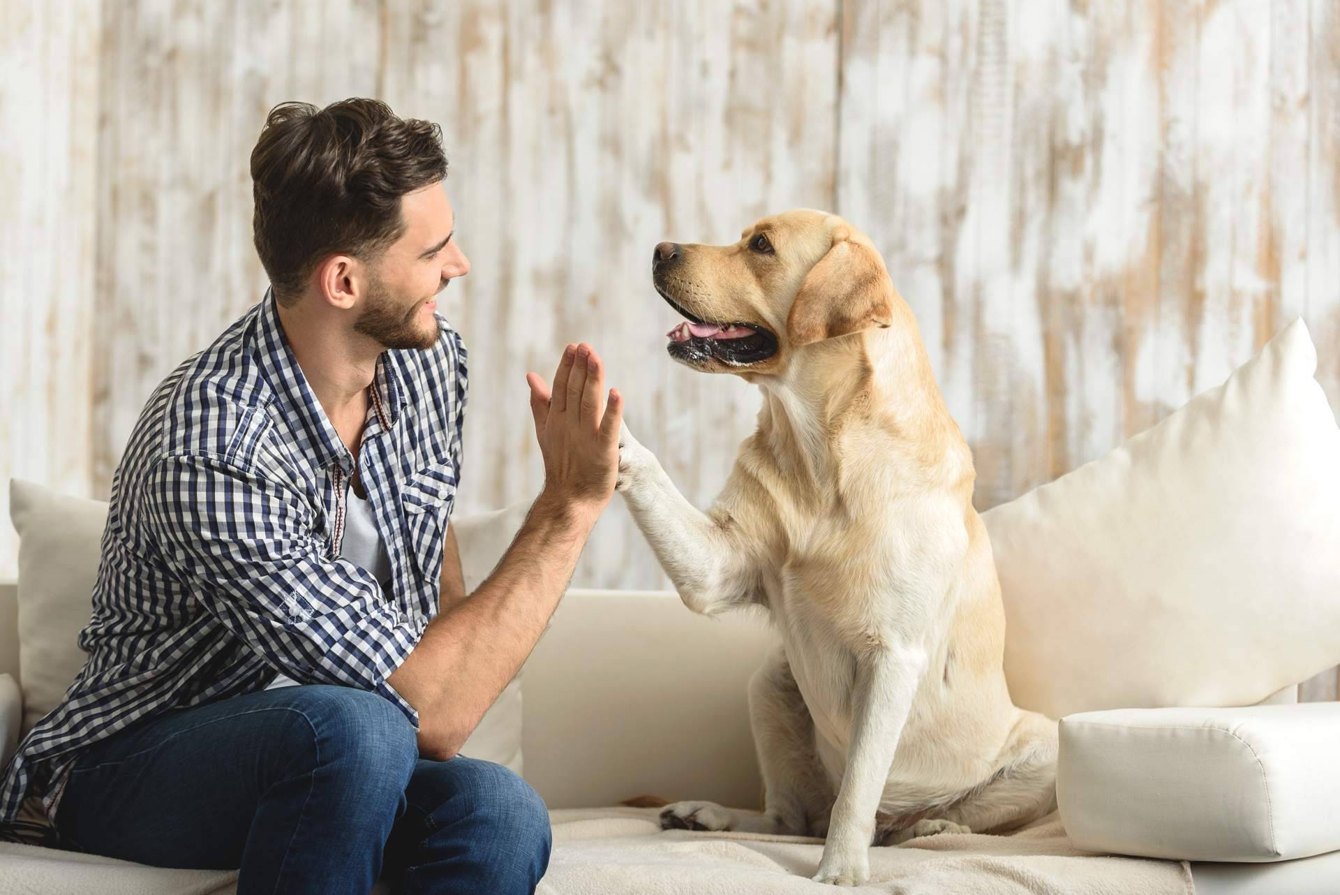Convertir la pasión en un negocio con las becas de emprendimiento El Perro Feliz