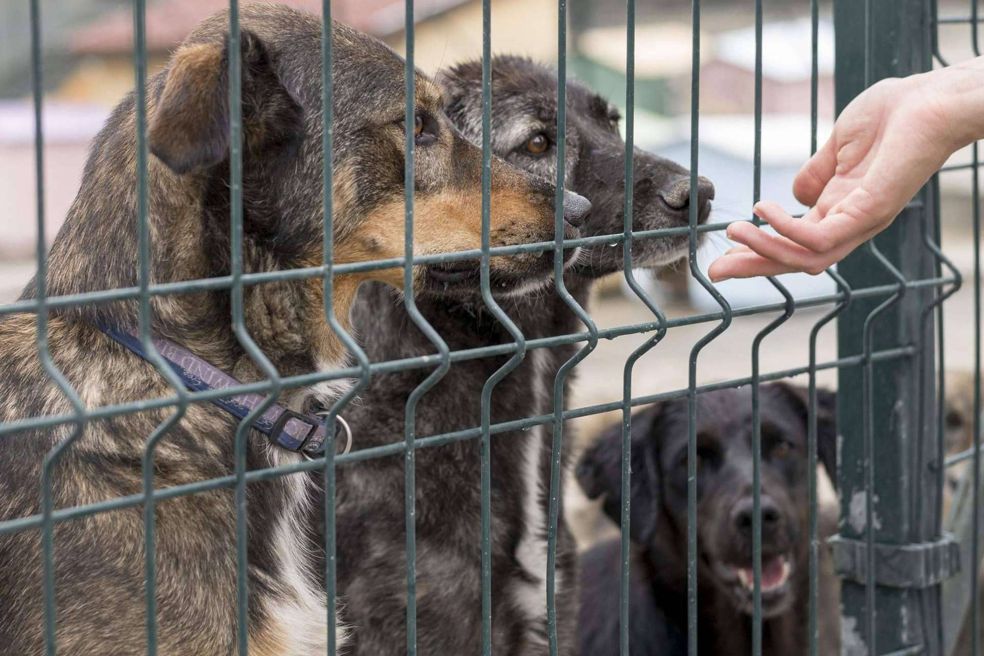 Todo sobre la nueva Ley de Bienestar Animal