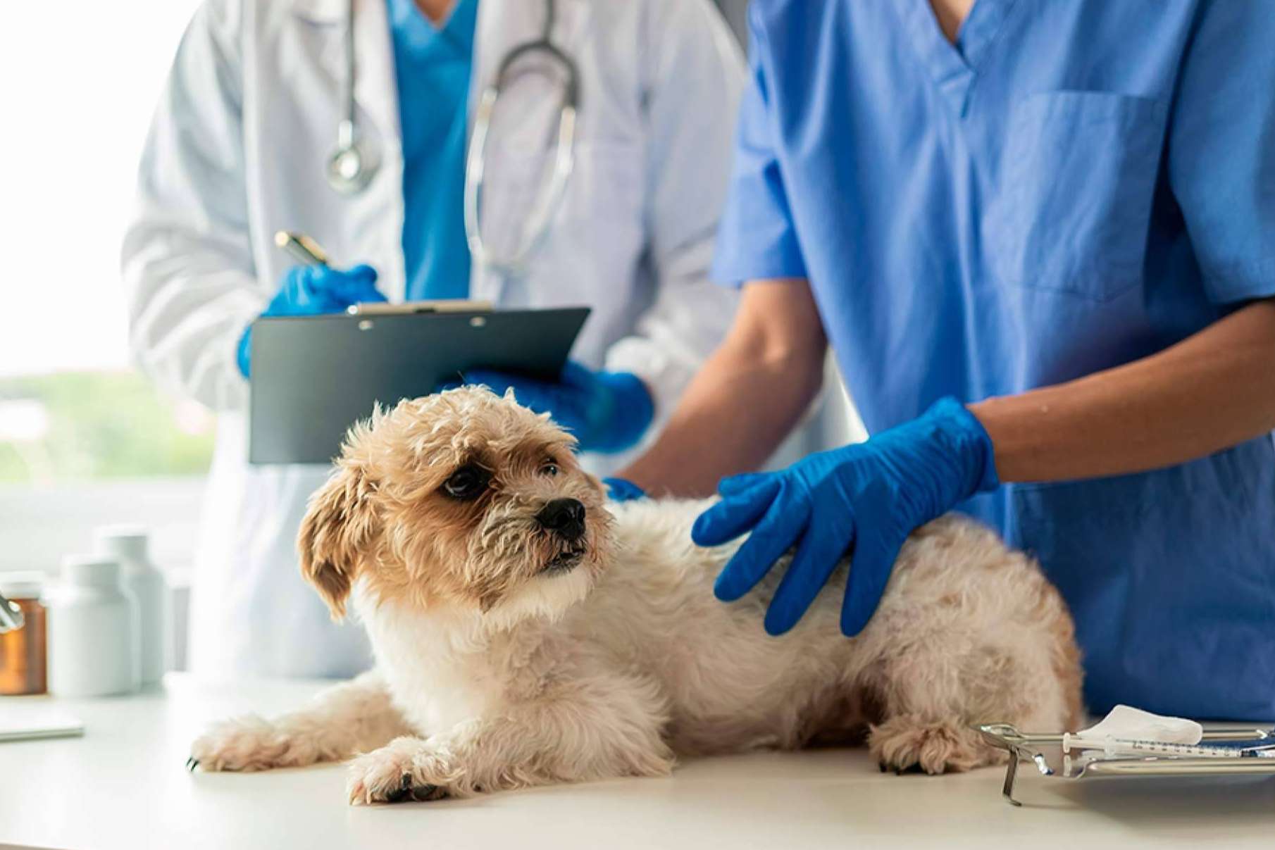 La Ley de Bienestar Animal incentiva la contratación de seguros para perros