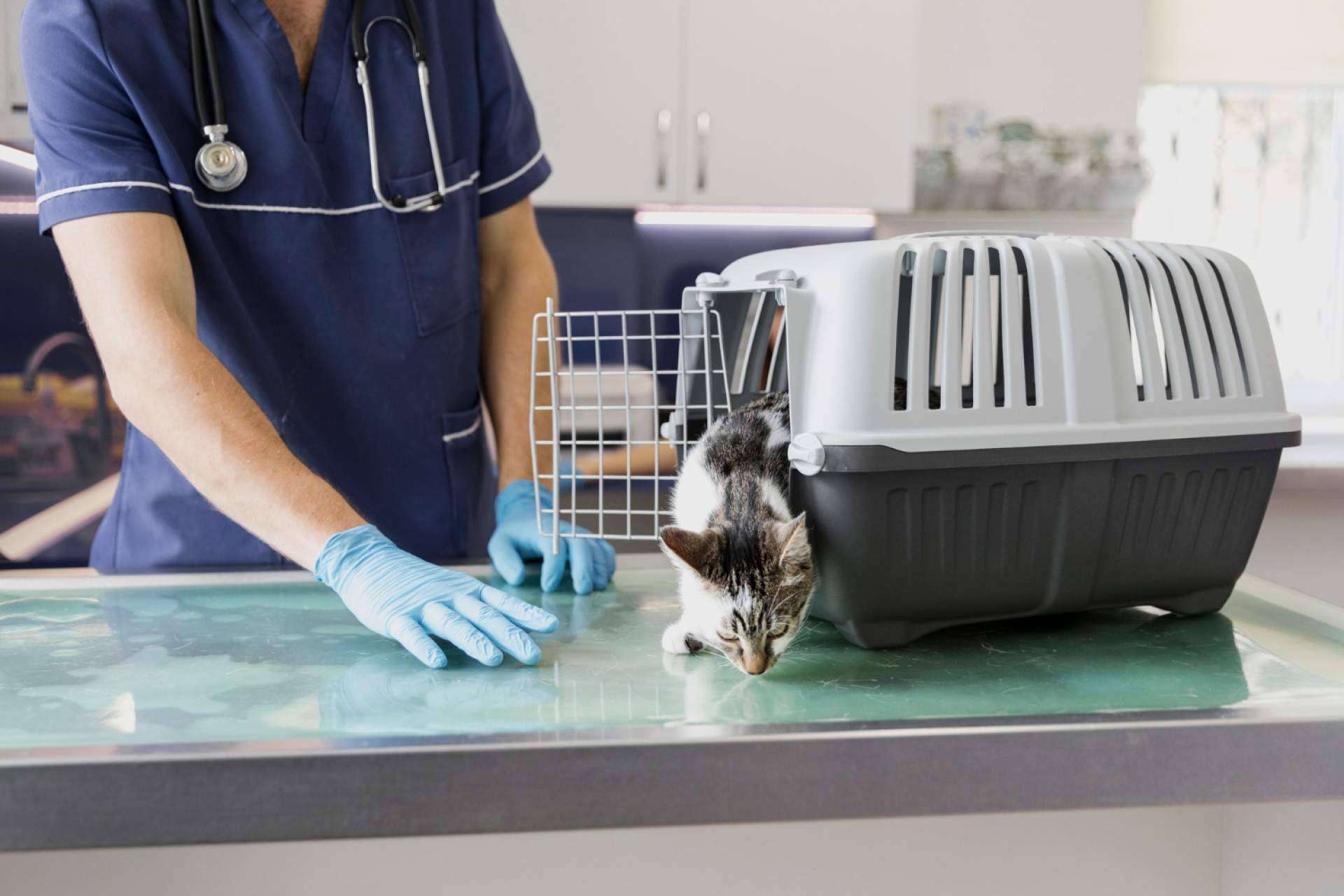 La clínica veterinaria de confianza en Granada, Clínica Veterinaria Olivares