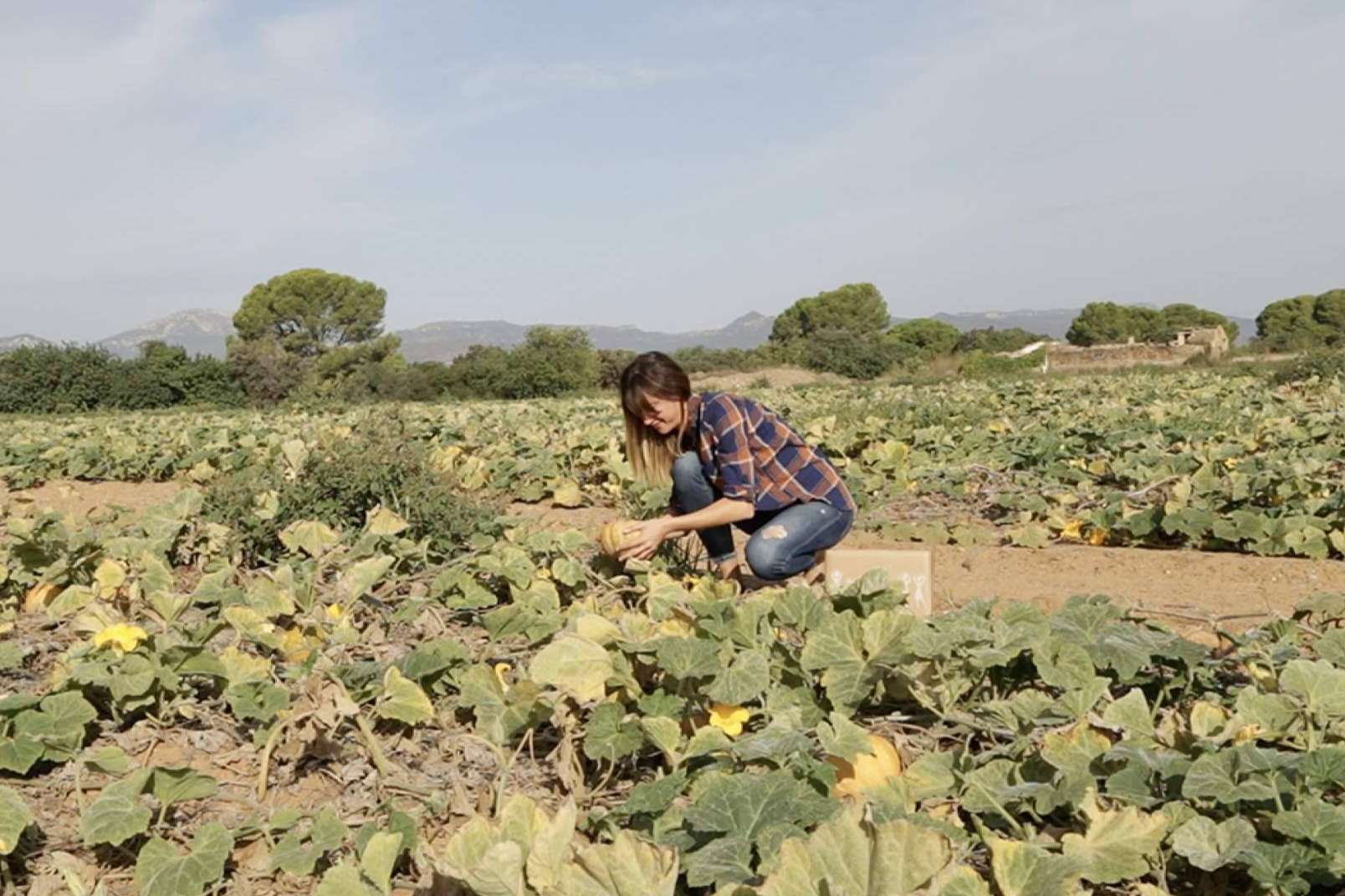 Las ventajas de suscribirse al huerto