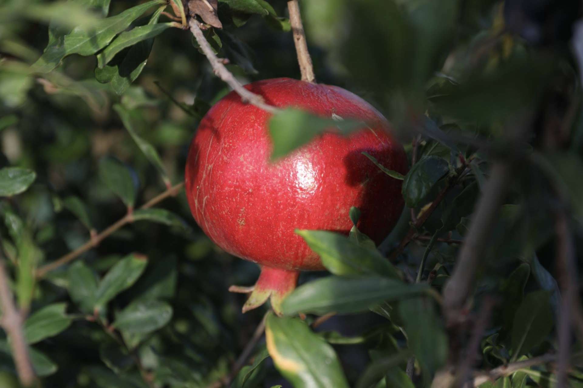 Granalma pone a disposición granadas ecológicas y biodinámicas online