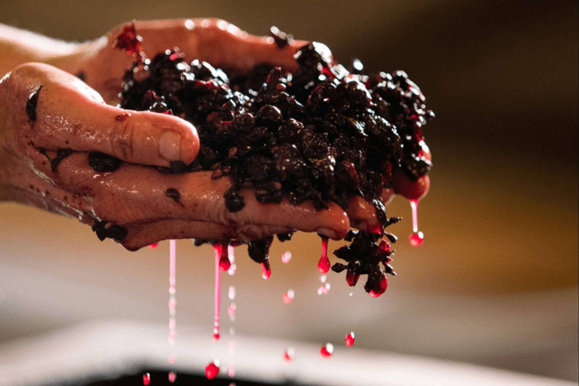 Las bodegas, el lugar en el que el vino nace
