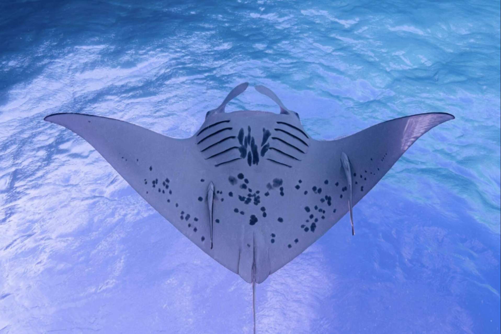 La escuela Drop Dive Maldives ofrece cursos profesionales de buceo para todos los niveles en Maldivas