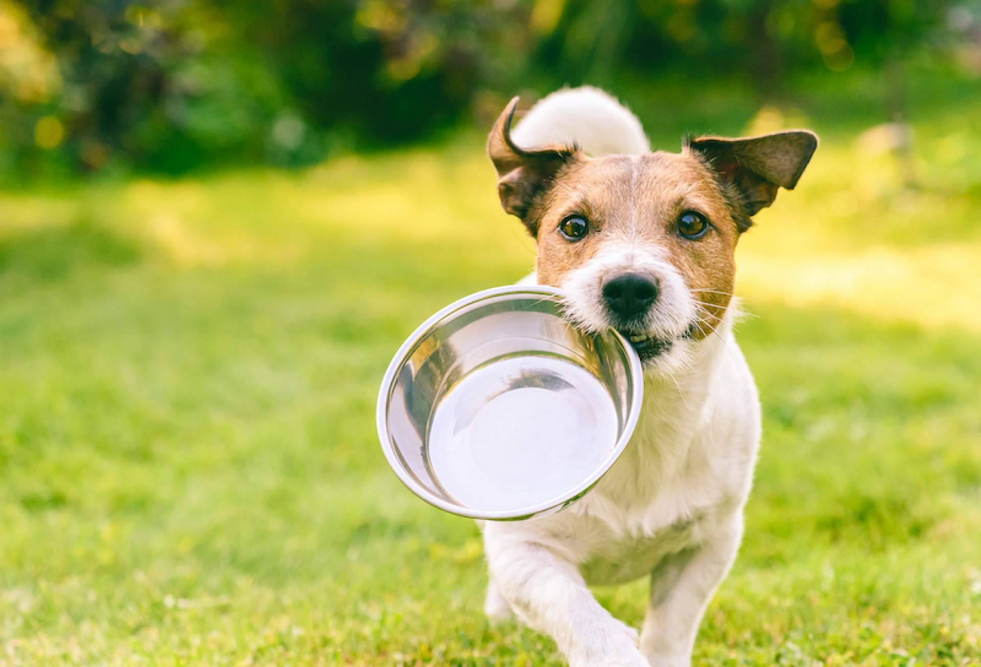 Las claves para ayudar a los perros con problemas articulares a través de su alimentación