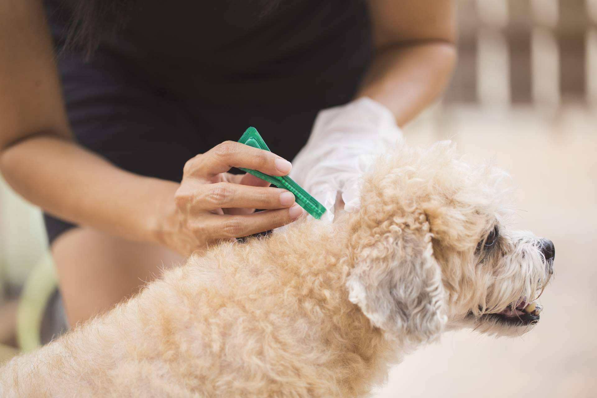 El centro veterinario en Parla que prioriza el bienestar de las mascotas, Centro Veterinario El Nido