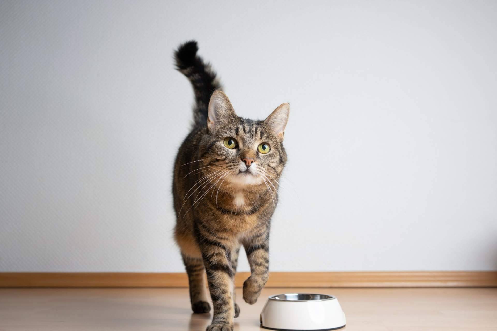 Los beneficios de la receta hipoalergénica de NaturWild Stream Recipe para gatos, formulada para carnívoros estrictos