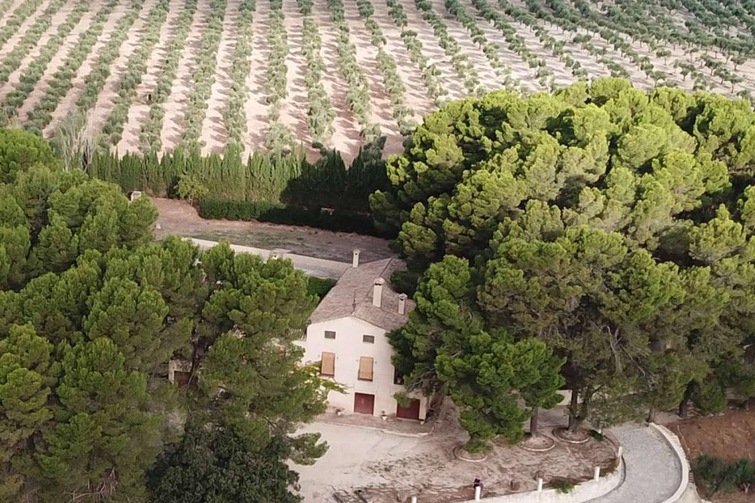 El aceite de oliva virgen extra que produce la finca Masía Vilaplana