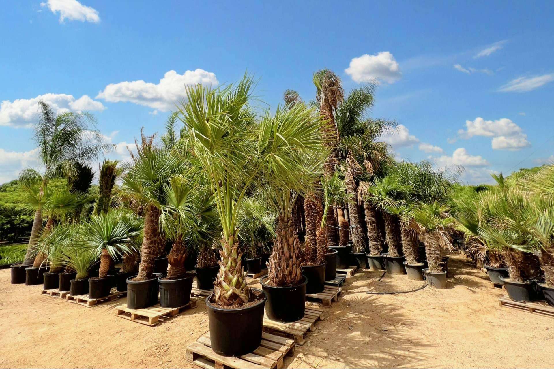 Consejos para seleccionar palmeras para jardín, por Tropicalia Garden